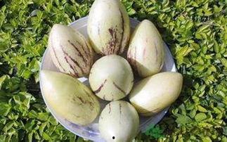 吃茄瓜虫,绿色蔬菜的守护者 第2张 吃茄瓜虫,绿色蔬菜的守护者 第2张
