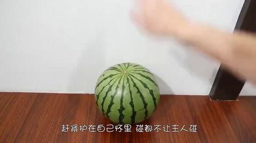 吃瓜比速度,一秒吃瓜,谁与争锋? 第3张 吃瓜比速度,一秒吃瓜,谁与争锋? 第3张