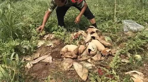 长垣吃瓜事件亮点,一场全民热议的“瓜田”奇观 第3张 长垣吃瓜事件亮点,一场全民热议的“瓜田”奇观 第3张