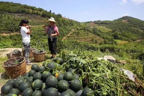 临夏浪山吃瓜群,揭秘当地特色美食文化 第2张 临夏浪山吃瓜群,揭秘当地特色美食文化 第2张