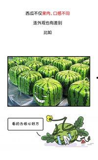 吃瓜广告收益多少,揭秘吃瓜收益背后的惊人数字  第3张