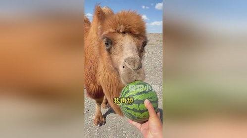 骆驼大战兔子吃瓜,骆驼与兔子激战,瓜果飘香见证生态传奇 第3张 骆驼大战兔子吃瓜,骆驼与兔子激战,瓜果飘香见证生态传奇 第3张