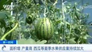 琉璃庄吃瓜群众,吃瓜群众热议,揭秘宫廷秘闻背后的八卦风云 第1张 琉璃庄吃瓜群众,吃瓜群众热议,揭秘宫廷秘闻背后的八卦风云 第1张