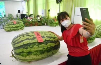 琉璃庄吃瓜群众,吃瓜群众热议,揭秘宫廷秘闻背后的八卦风云 第3张 琉璃庄吃瓜群众,吃瓜群众热议,揭秘宫廷秘闻背后的八卦风云 第3张