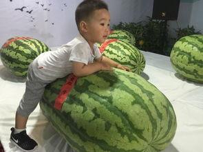 新泰今日吃瓜事件,一场网络热议背后的真相揭秘 第1张 新泰今日吃瓜事件,一场网络热议背后的真相揭秘 第1张