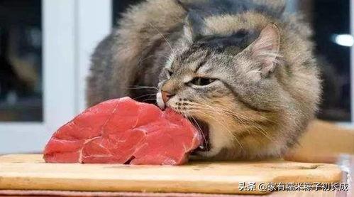 猫瓜怎么吃效果最好,揭秘最佳食用方法，效果翻倍！  第1张