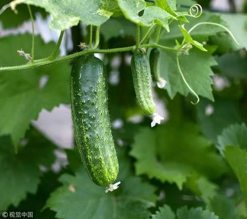 大家吃瓜网,大家吃瓜网带你领略明星幕后故事 第1张 大家吃瓜网,大家吃瓜网带你领略明星幕后故事 第1张