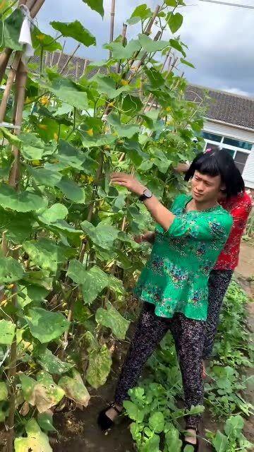 童婶吃瓜,揭秘娱乐圈背后的那些事儿 第1张 童婶吃瓜,揭秘娱乐圈背后的那些事儿 第1张