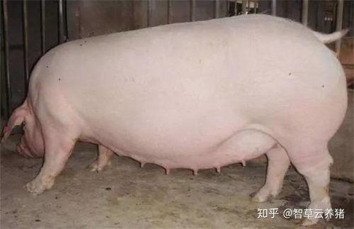 老母猪吃烂瓜,从吃烂瓜中领悟的生活哲学 第2张 老母猪吃烂瓜,从吃烂瓜中领悟的生活哲学 第2张
